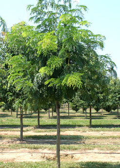 Gleditsia Triacanthos Shademaster