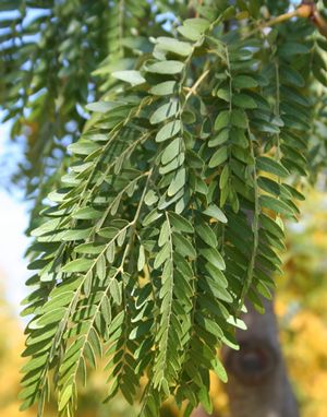 Gleditsia Triacanthos Shademaster for Sale | Online Plants Australia