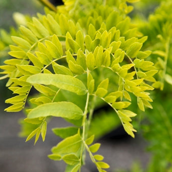 Gleditsia Triacanthos Sunburst