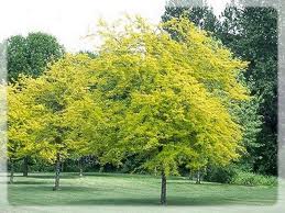 Gleditsia Triacanthos Sunburst