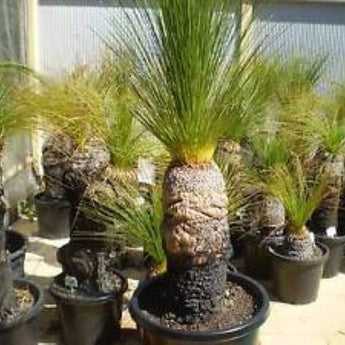 Xanthorrhoea Grass Tree