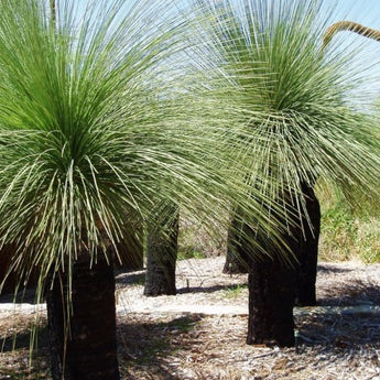 Xanthorrhoea Grass Tree