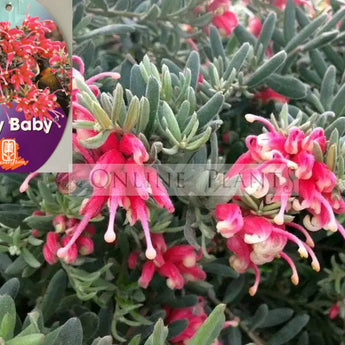 Grevillea Jelly Baby