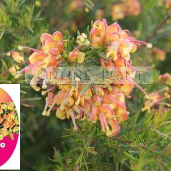 Grevillea Jubilee