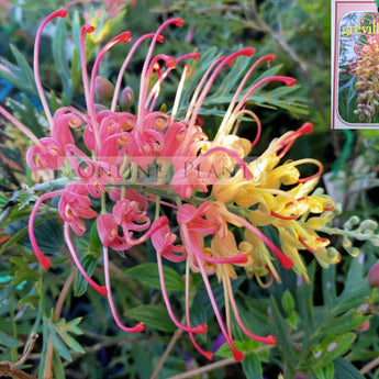 Grevillea Loopy Lou