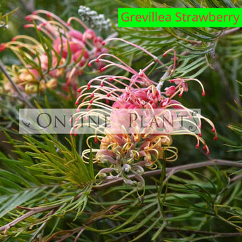 Grevillea Strawberry Sundae