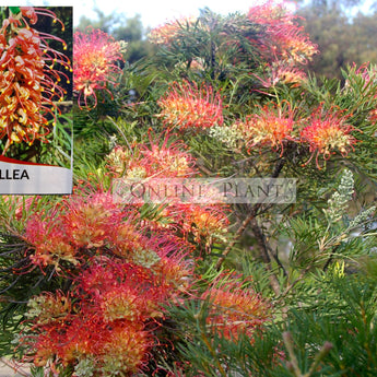 Grevillea Superb