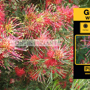 Grevillea Winpara Gem