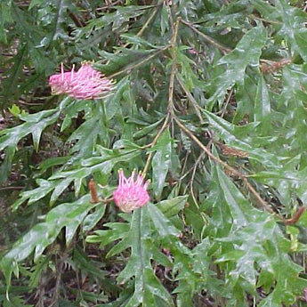 Grevillea Barklyana Gully Grevillea