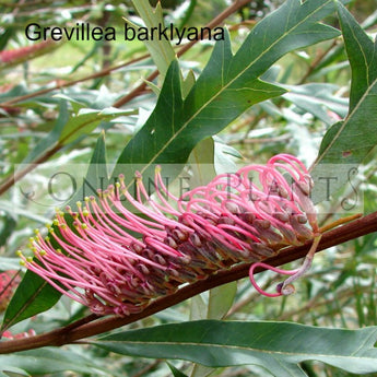 Grevillea Barklyana Gully Grevillea