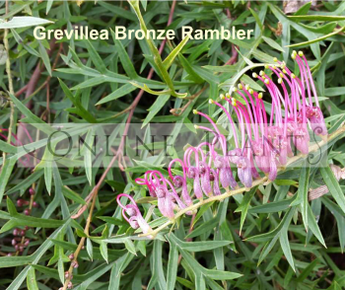 Grevillea Bronze Rambler