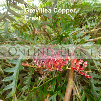 Grevillea Copper Crest
