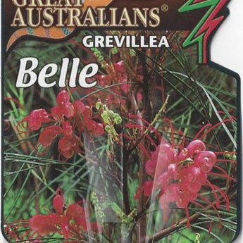 Grevillea Longistyla Belle