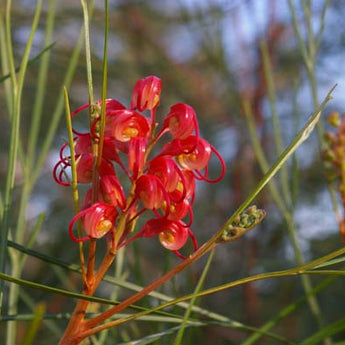 Grevillea Longistyla Belle