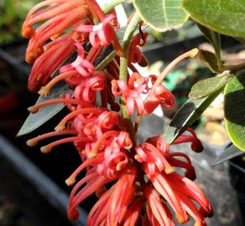 Grevillea Murray Valley Queen