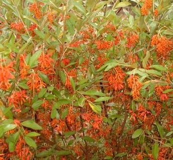 Grevillea Murray Valley Queen