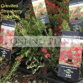 Grevillea Strawberry Smoothie