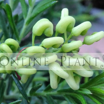 Grevillea White Knight