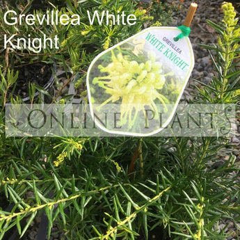 Grevillea White Knight