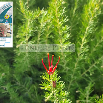 Grevillea Crimson Villea