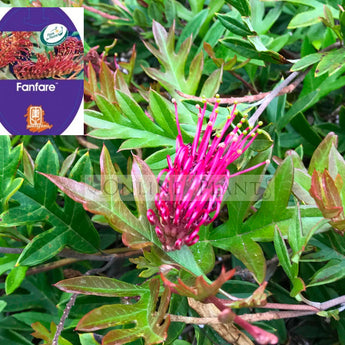 Grevillea Fanfare