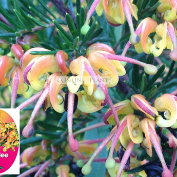 Grevillea Jubilee