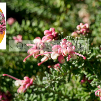 Grevillea Lanigera Woolly Bear Hero