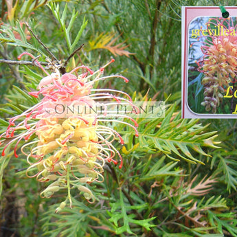 Grevillea Loopy Lou