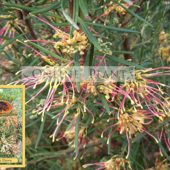 Grevillea Mallee Dawn