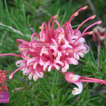 Grevillea Pink Pearl