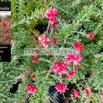 Grevillea Strawberry Smoothie