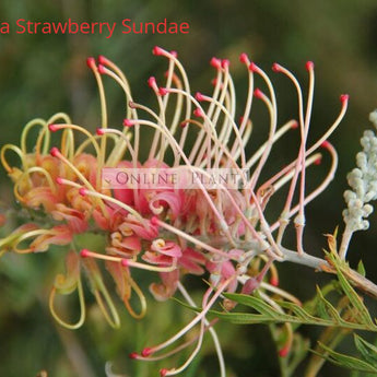 Grevillea Strawberry Sundae