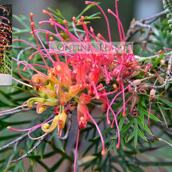 Grevillea Superb