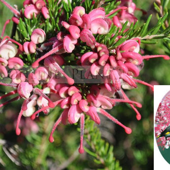 Grevillea Tucker Time Fruit Box