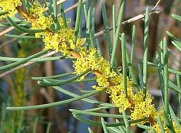 Hakea Nodosa