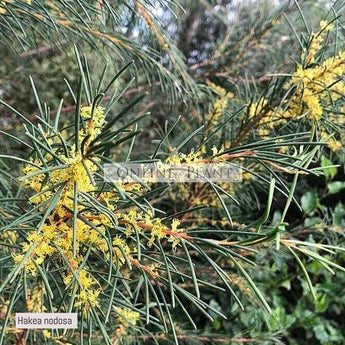 Hakea Nodosa