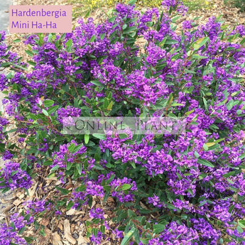 Hardenbergia Mini Haha