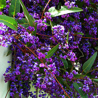 Hardenbergia Happy Wanderer