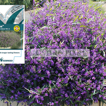 Hardenbergia Meema