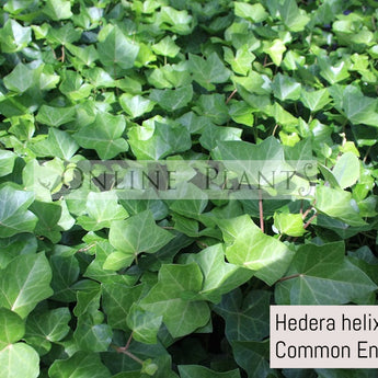 Hedera helix Ivy Common English Ivy