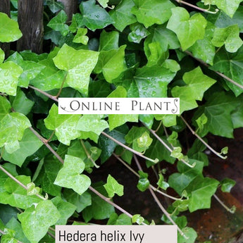 Hedera helix Ivy Common English Ivy