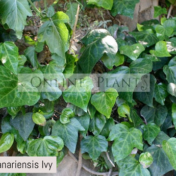 Hedera canariensis Ivy