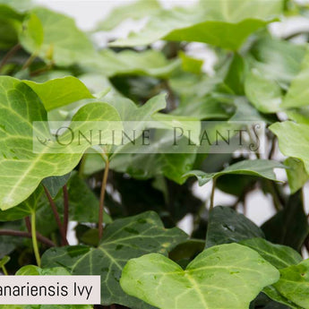 Hedera canariensis Ivy