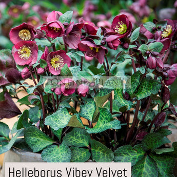 Helleborus Hybrida Vibey Velvet PBR