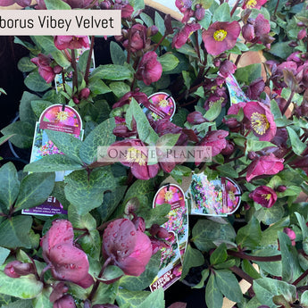 Helleborus Hybrida Vibey Velvet PBR