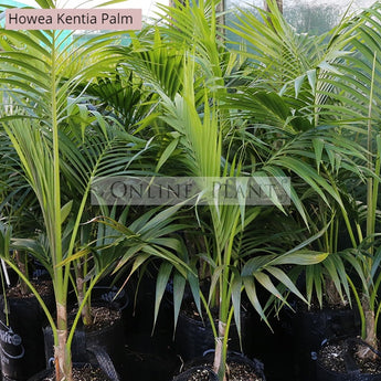 Howea forsteriana Kentia Palm