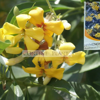 Hymenosporum Flavum Native Frangipani