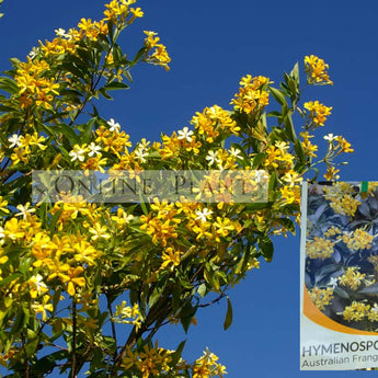 Hymenosporum Flavum Native Frangipani