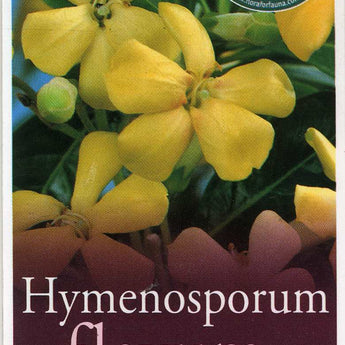 Hymenosporum Flavum Native Frangipani