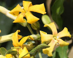 Hymenosporum Flavum Native Frangipani